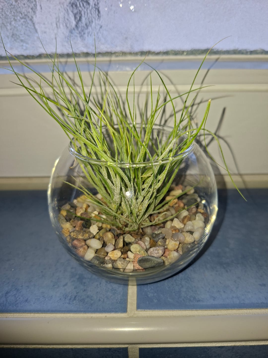 Customer photo review of Tillandsia schiedeana major - Mini Pulk