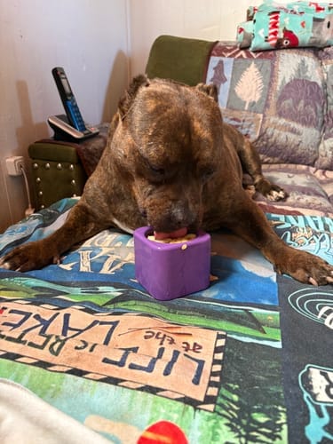 Customer photo review of Freezbox - Super Tough Treat Toy