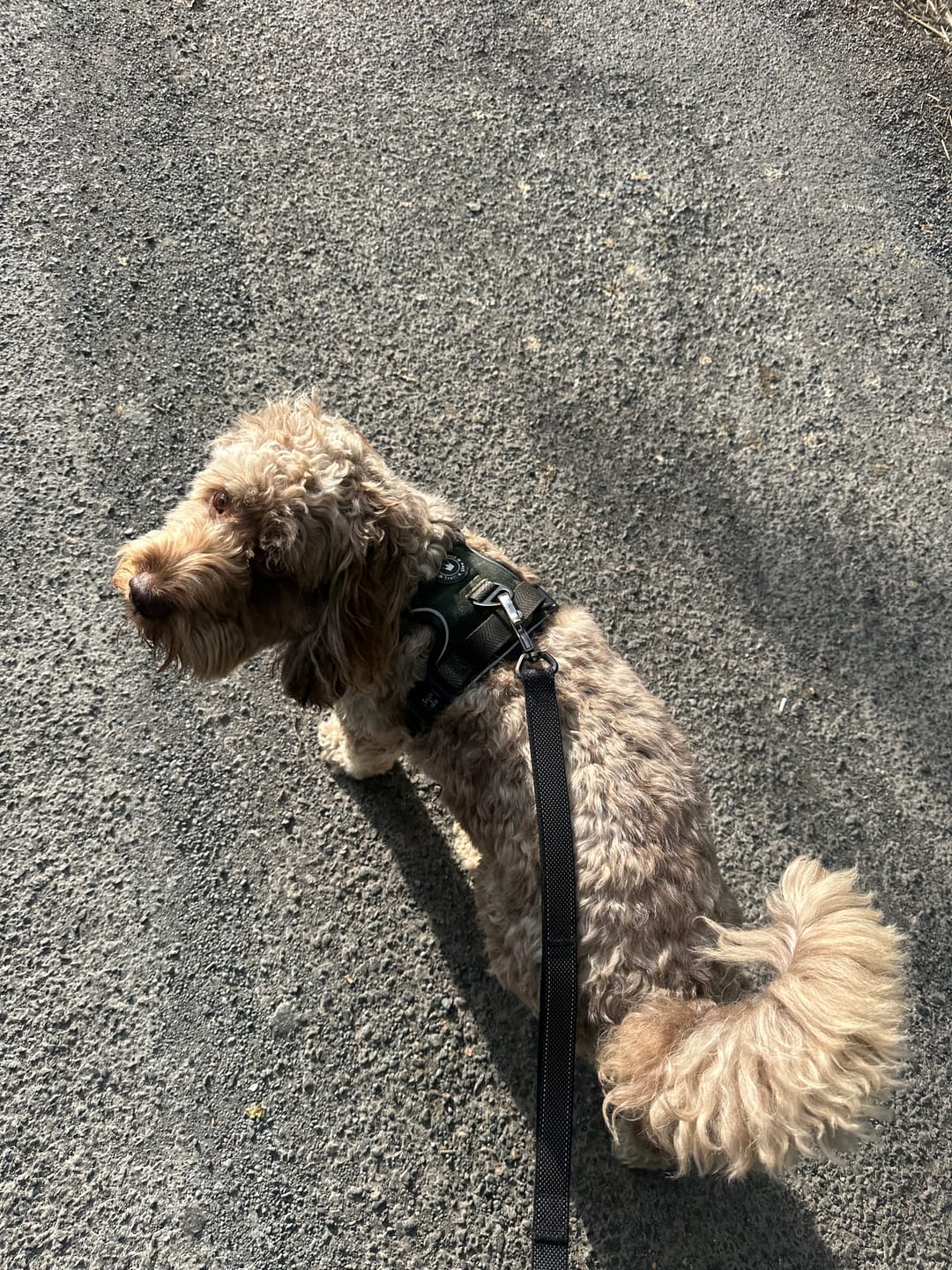 Customer photo review of Trail & Glow Tweed Dog Harness - Forest Tweed