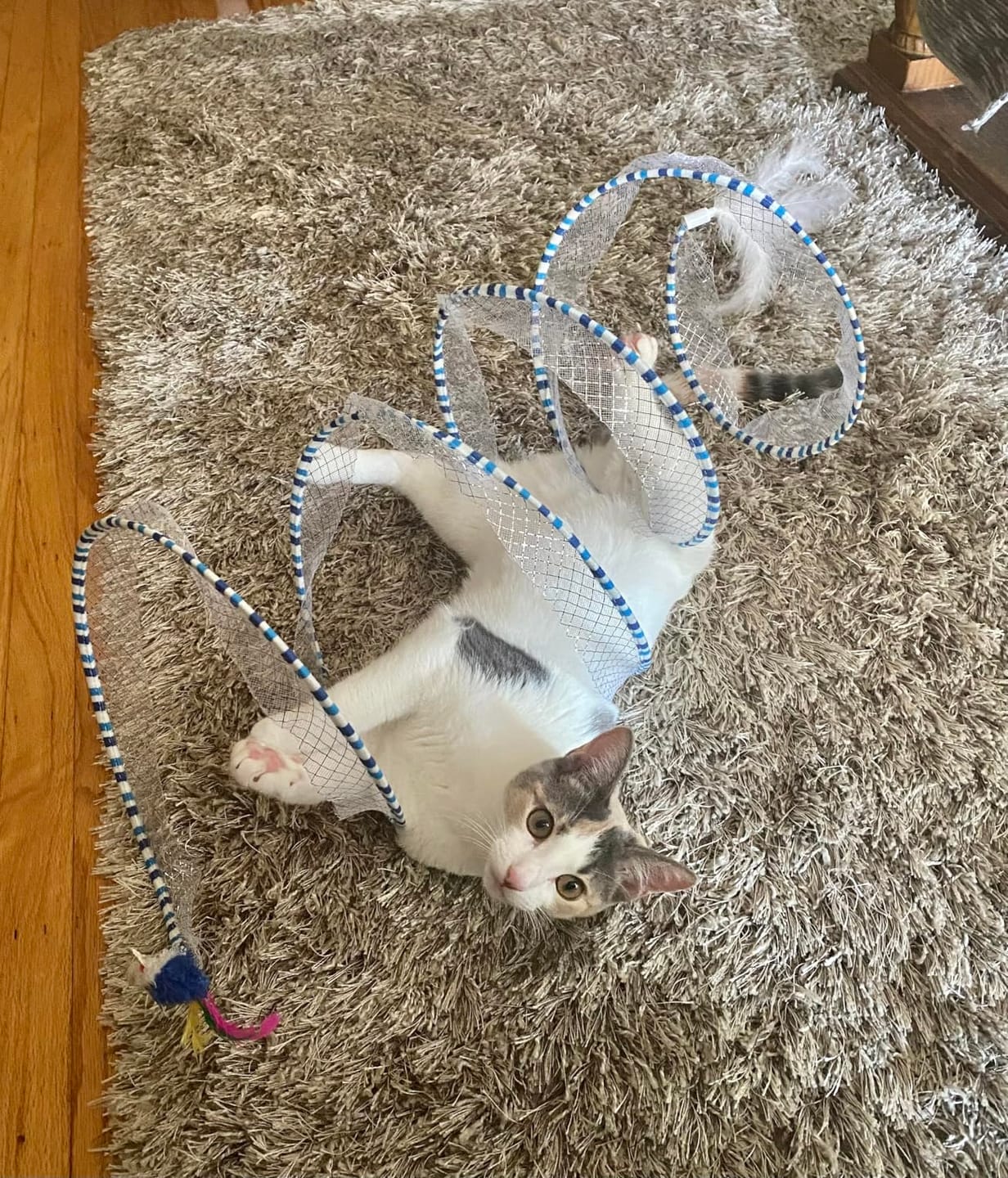 Customer photo review of Coil Chase™ Foldable Spiral Cat Toy