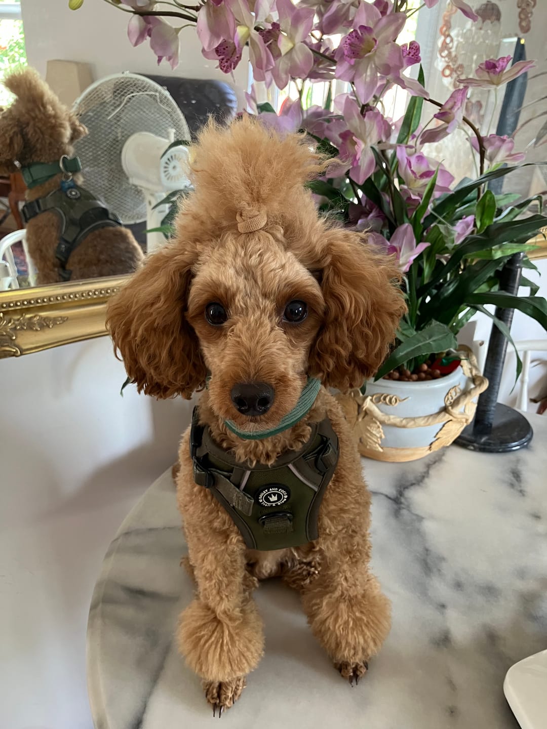 Customer photo review of Trail & Glow® Dog Harness - The Khaki One