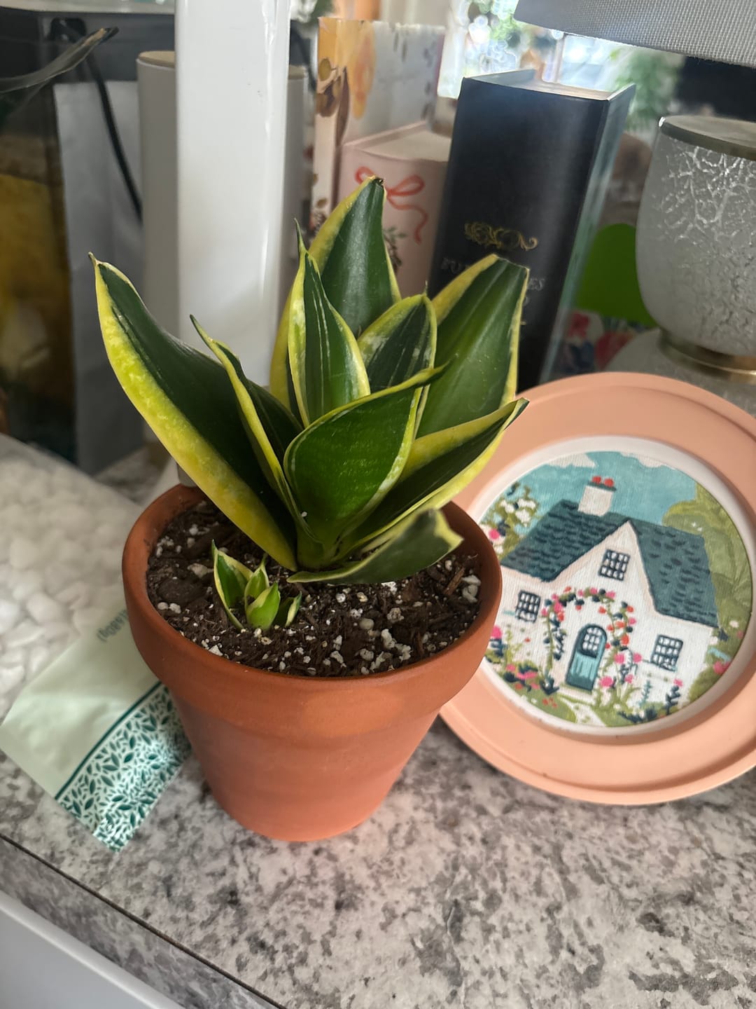 Customer photo review of Sansevieria Hahnii in 4" Grow Pot – Bird’s Nest Snake Plant – Yellow Variegated Easy Care Air Purifying Indoor Tropical Houseplant