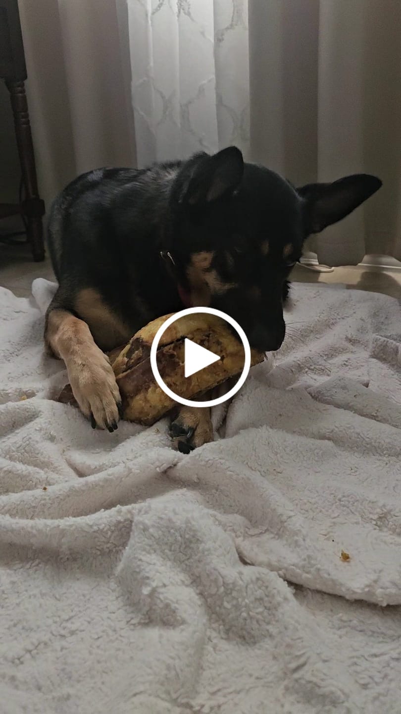 Customer video review of Chest Bone (11" x 6"x 3”): The Durable, Flavor-Packed Chew for Light and Moderate Chewers