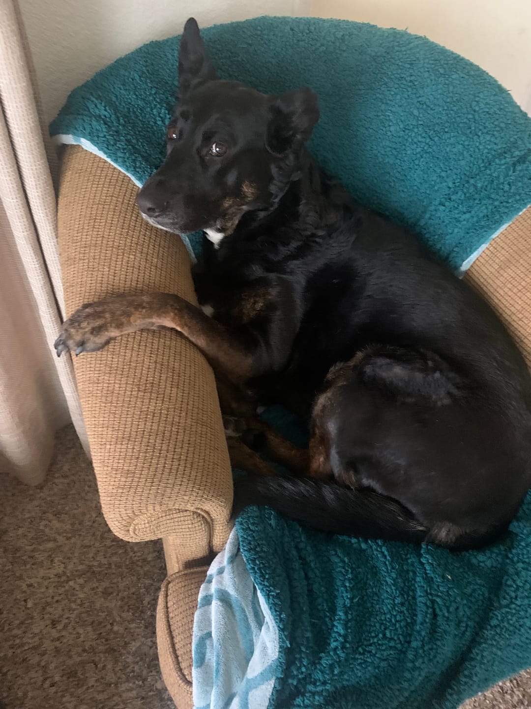 Customer photo review of KING KALM 600mg CBD with Copaiba, Krill Oil and DHA for Dogs & Cats