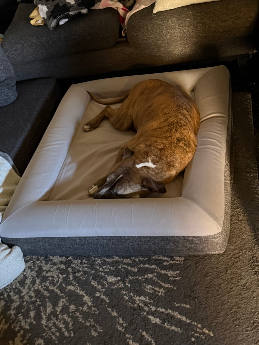 Customer photo review of Best Orthopedic Dog Bed | Fur King "Ortho"