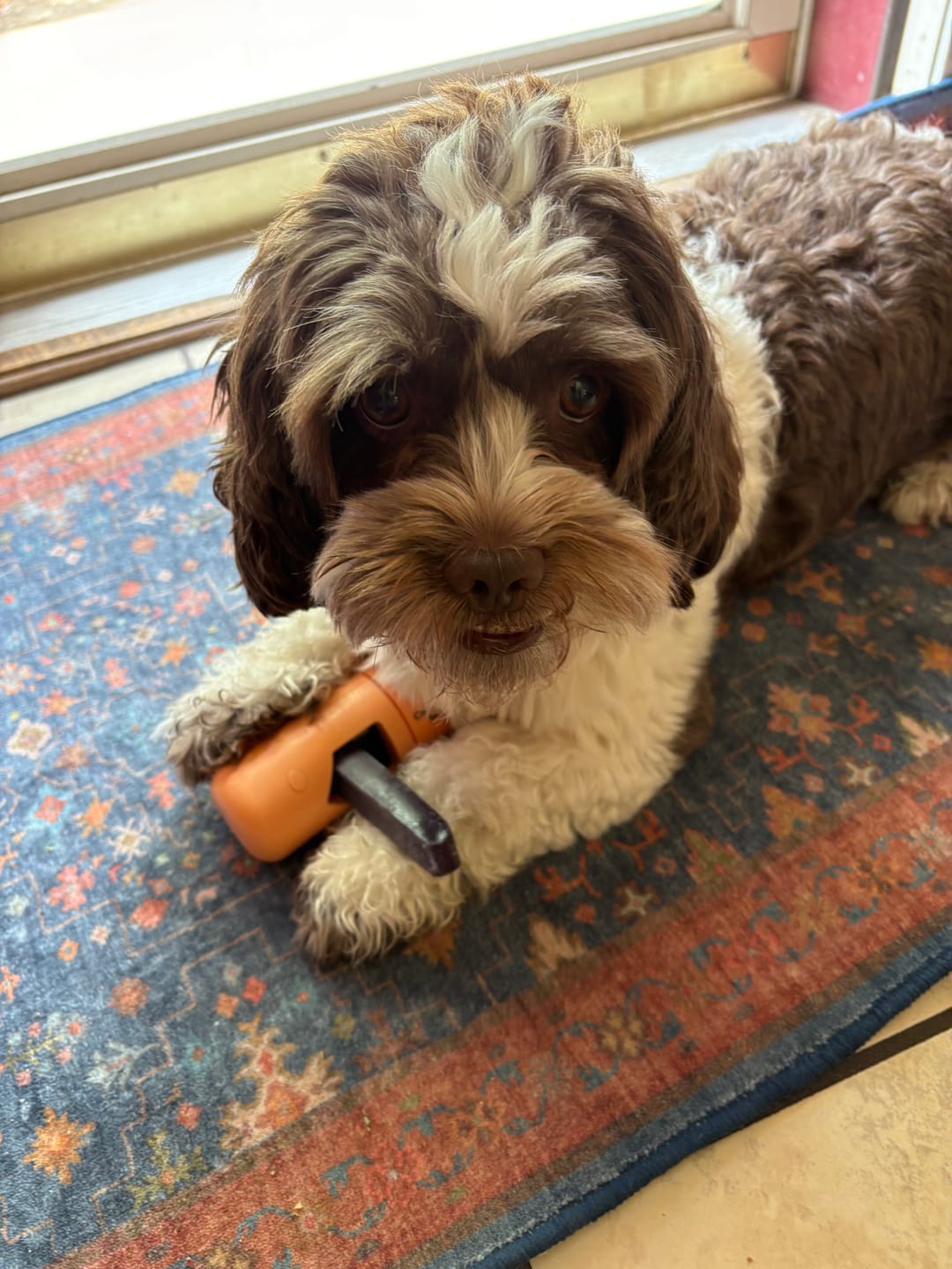 Customer photo review of Dog Chew Holder — No More Choking Risk | Hands-Free Safe Chewing