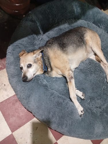 El perro de un cliente descansa sobre la suave Cama Antiestrés para Perros de color gris.
