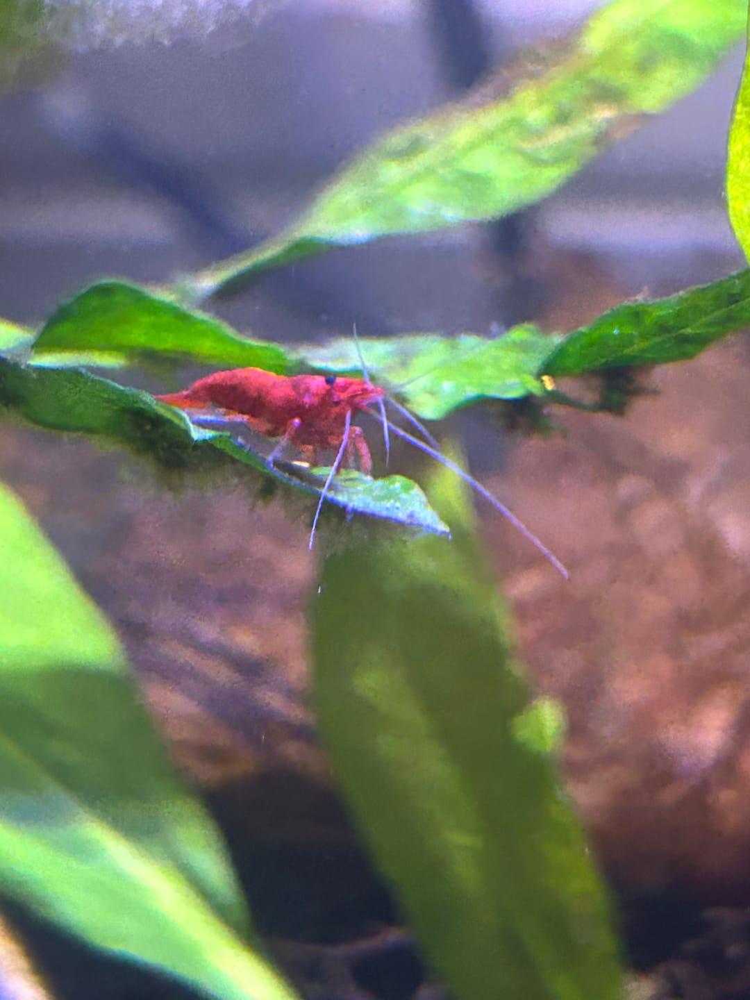 Customer photo review of Skittles Shrimp