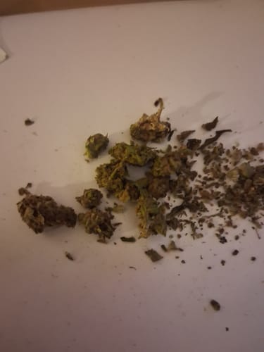 Blackberry™ – Feminized CBD Seeds photo review