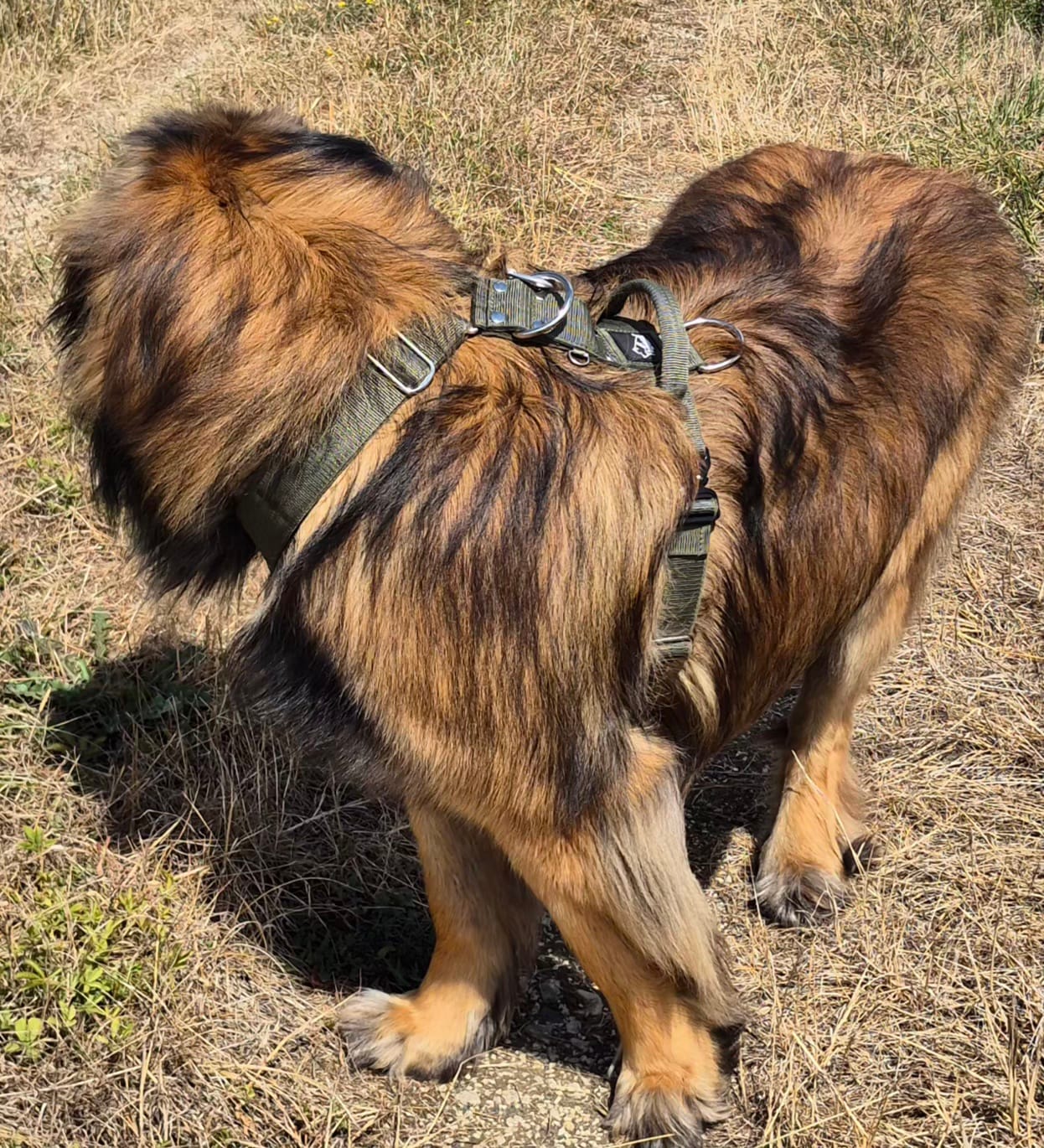 Customer photo review of Easy Walk Extreme Khaki - Sele med snabbspänne