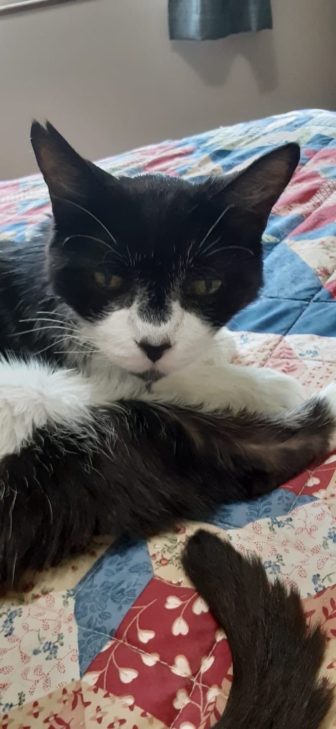 Customer photo review of Cat Dental Care & Bad Breath Remedy