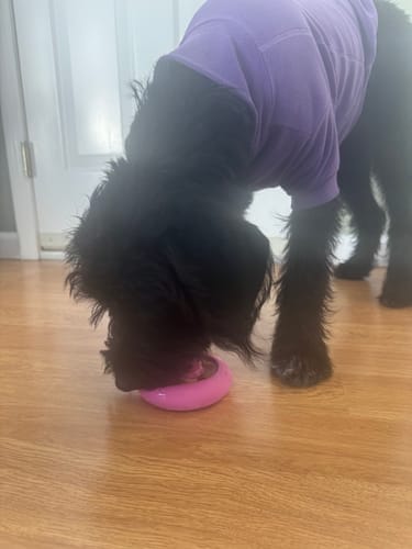 Customer photo review of Freez Doughnut - Super Durable Treat Toy