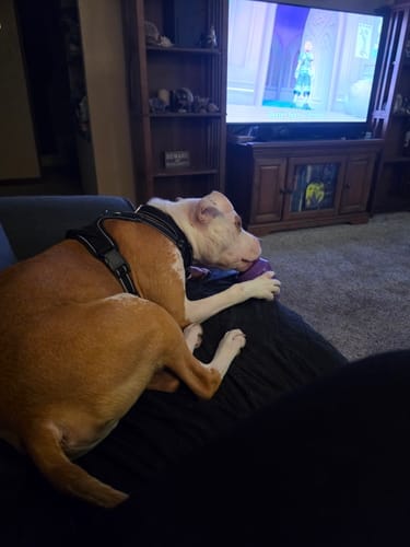 Customer photo review of Ultimate Tough Chewer Dog Toy Set – 3 Durable Enrichment Bones