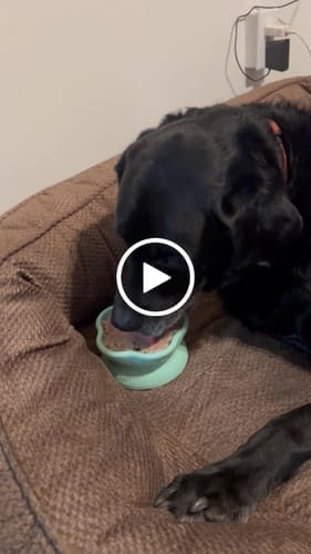 Customer photo review of Freez Doughnut - Super Durable Treat Toy