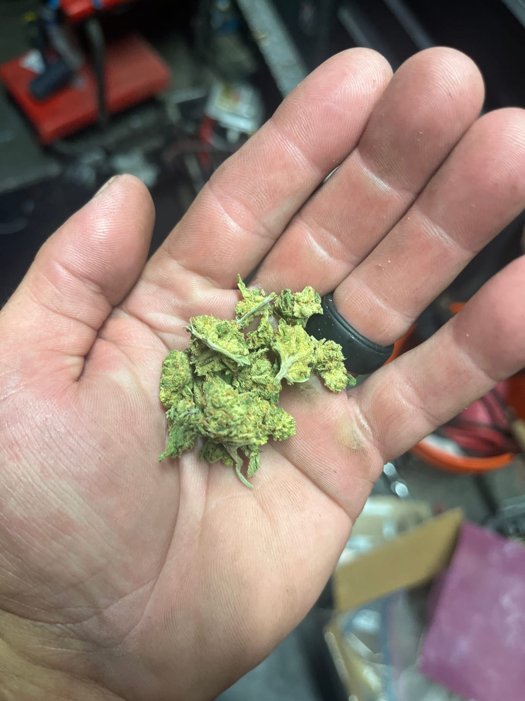 Customer photo review of Frozen Lemonade - Sativa