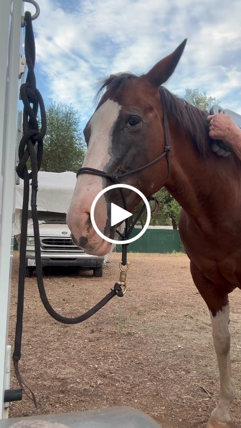 Customer video review of HorseHalo™ 8 Heads Red Light Massage Gun