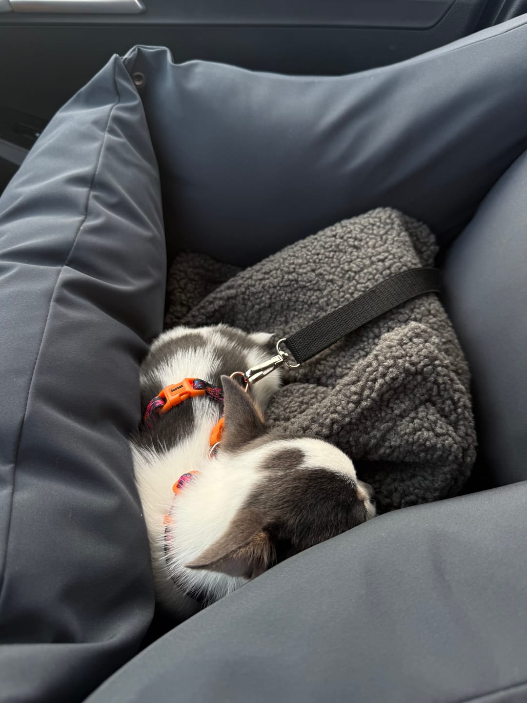 Customer photo review of Cama para auto gris gráfito