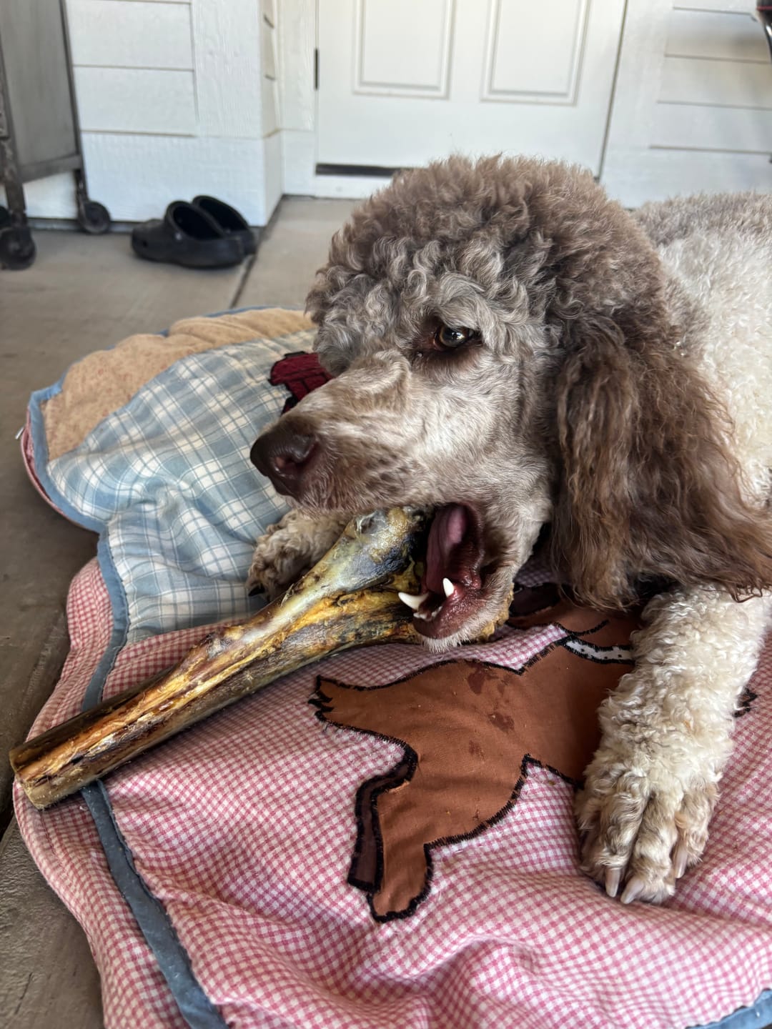 Customer photo review of Functional Treats Bundle — All 6 Ostrich Superfood Treats, 40% Off