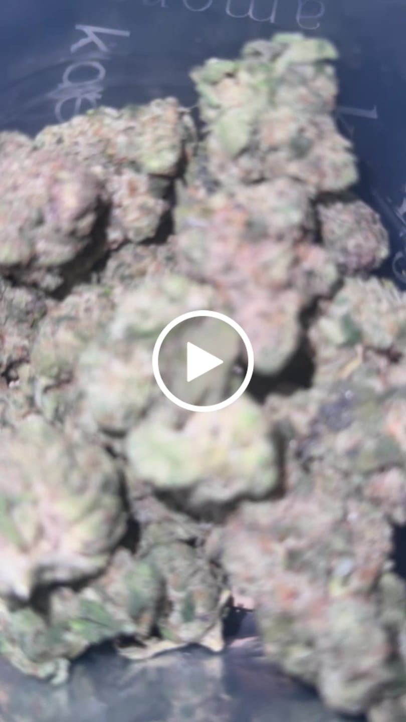 Customer video review of Milk & Cookies Premium Bundle 3oz - Biscotti & Cereal Milk THCA