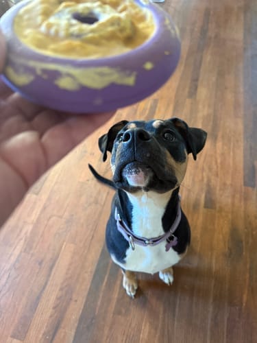 Customer photo review of Freez Doughnut - Super Durable Treat Toy