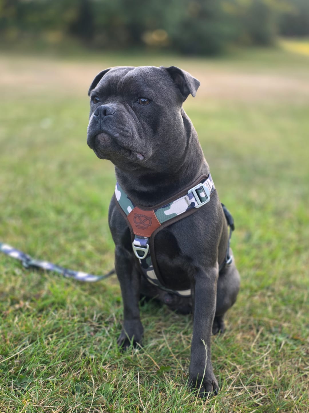 Customer photo review of Staffordshire Bull Terrier 1935® Harness & Leash Set - Sand Camo