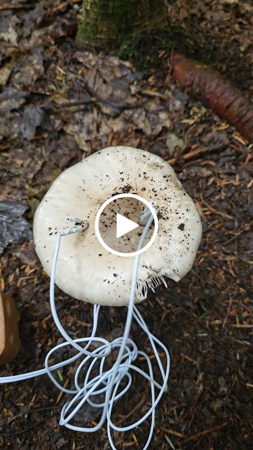 Customer video review of PlantWave