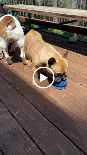 Customer photo review of Freezball - Durable Fillable Dog Chew Bone