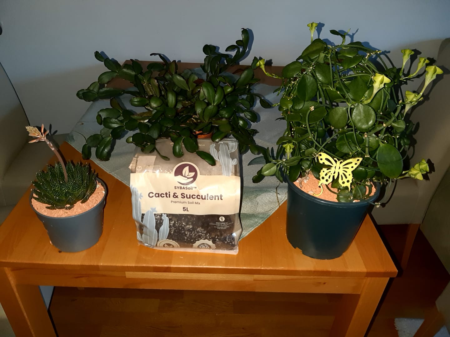 Customer photo review of Cacti & Succulent Mix