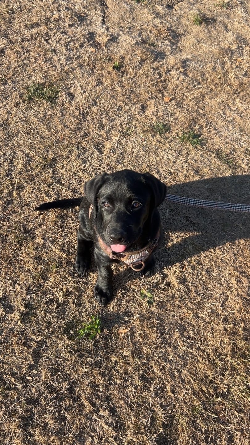Customer photo review of Trail & Glow Tweed Dog Harness - Colour Drops - Heritage Plaid