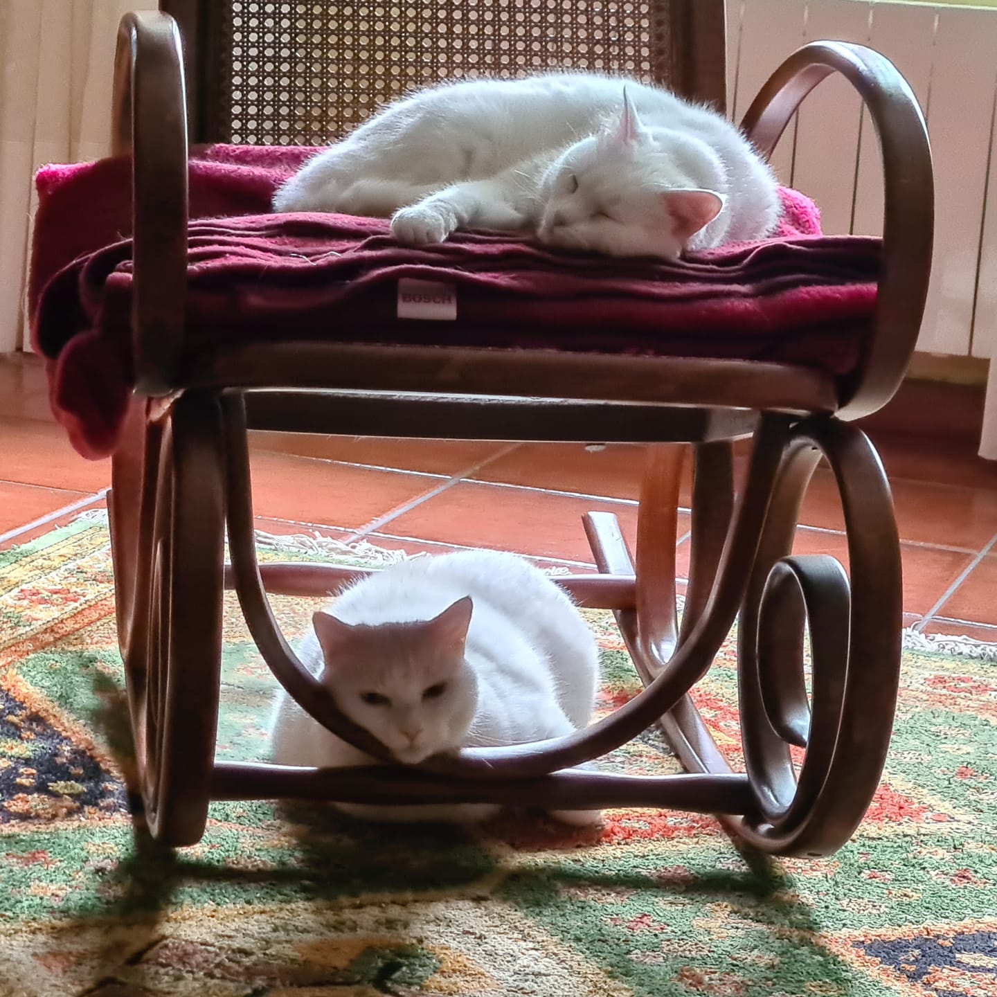 Customer photo review of Grain Free Cat Sterilized