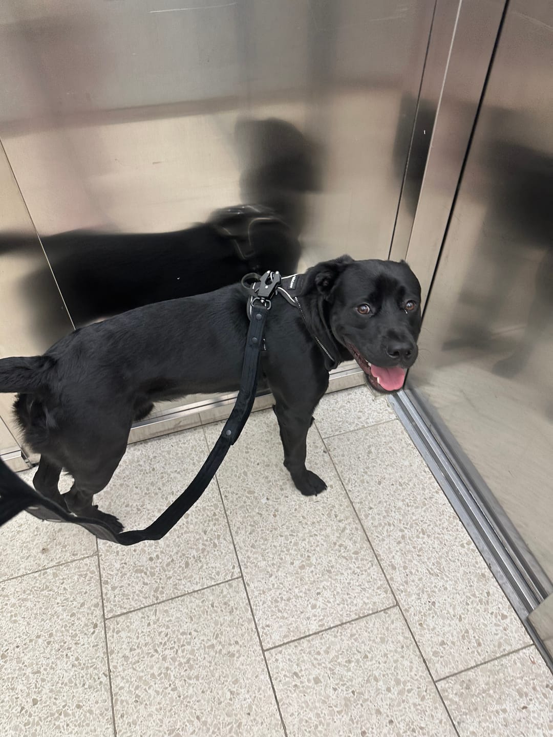Customer photo review of Guard Leash Black Edition Svart - Väktarkoppel med extra handtag