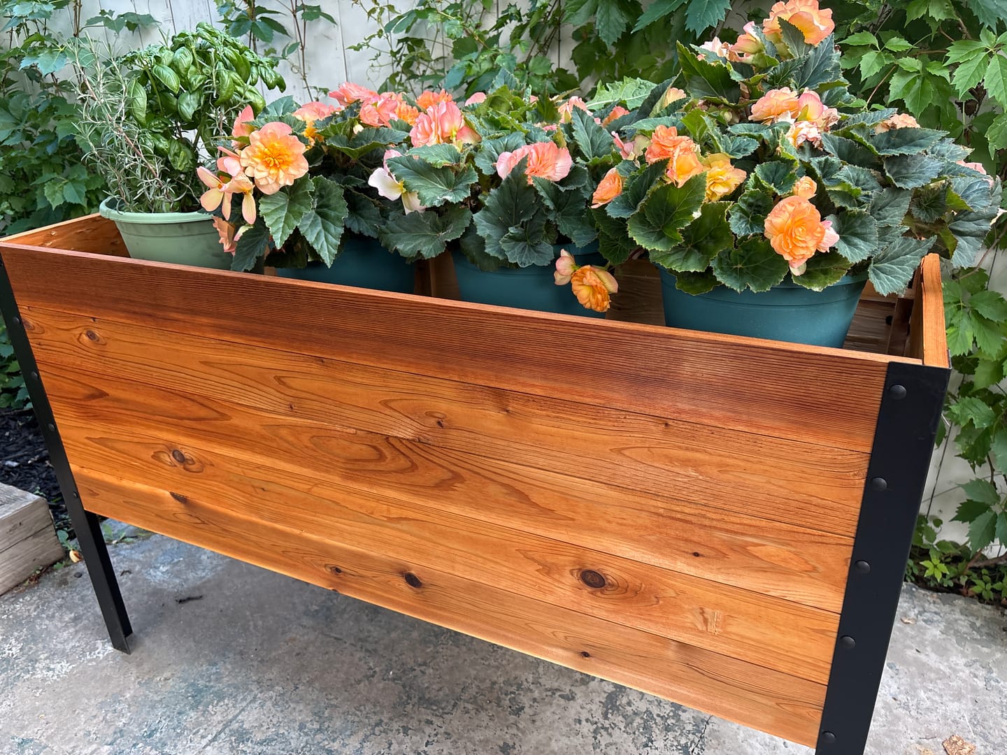 Customer photo review of 18" x 48" Raised Garden Bed - 30" TALL / Garden Grade