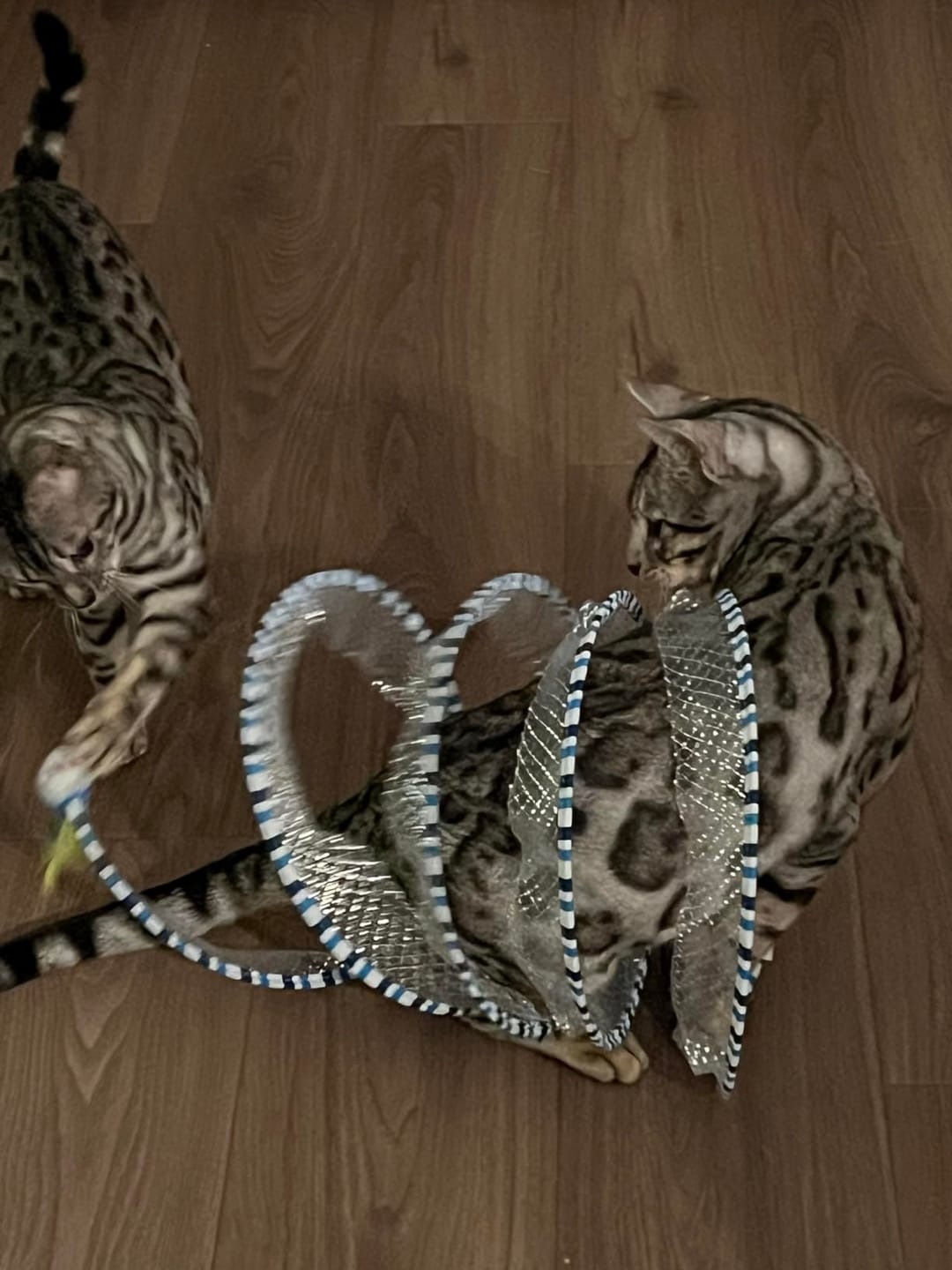 Customer photo review of Coil Chase™ Foldable Spiral Cat Toy