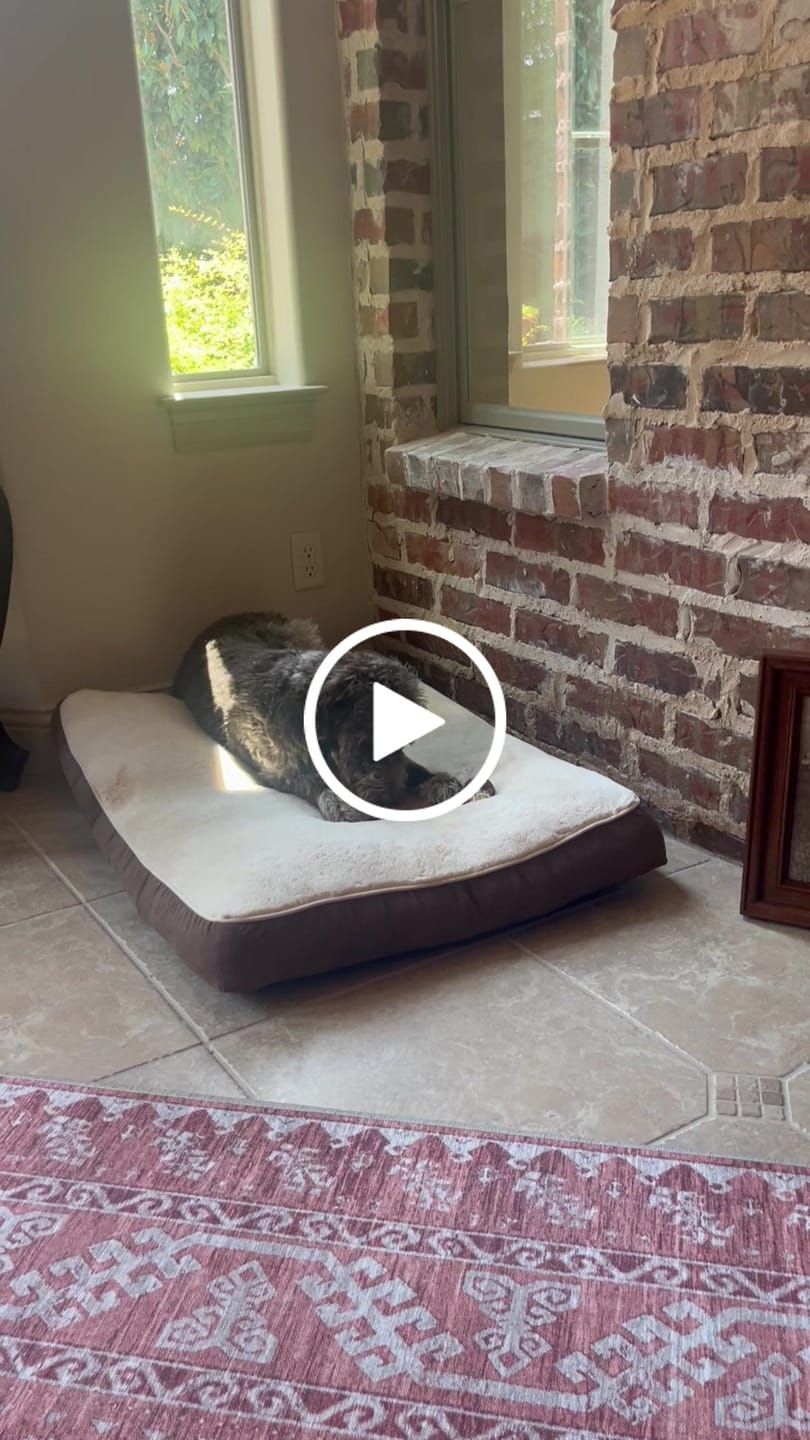 Customer video review of Medium Ostrich Cane (10" x 3"): The Long-Lasting, Flavor-Packed Chew for Medium & Large Dogs