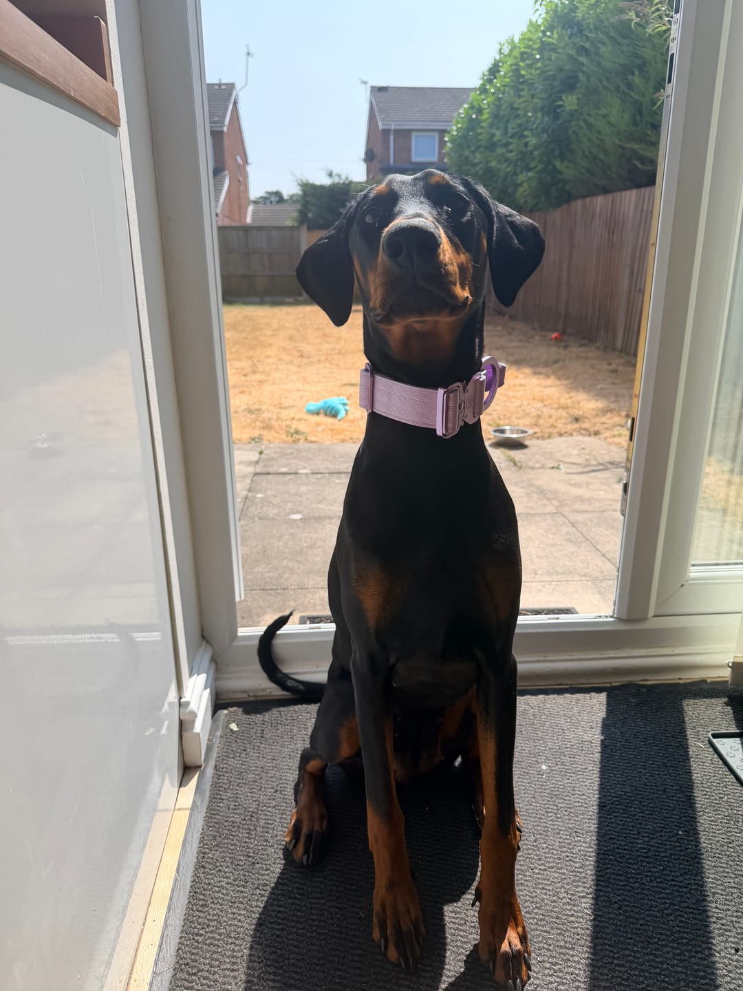 Customer photo review of 4cm Lighter Combat® Collar | With Handle & Secure Clip - Lavender X Ube