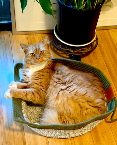 Customer photo review of Instinct Basket | Meet the first research-backed natural territory for indoor cats