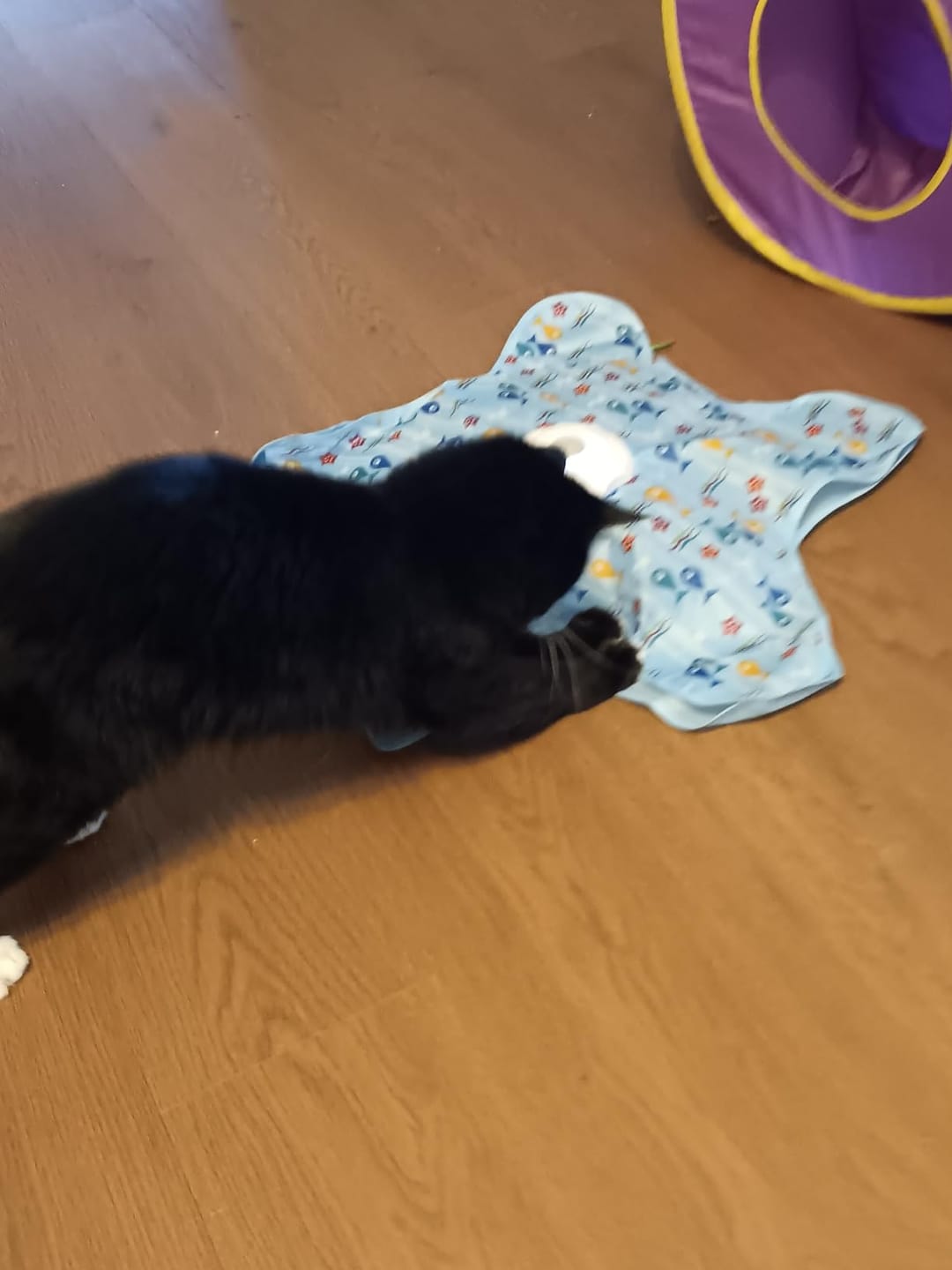 Customer photo review of HuntPad Pro™ Automatic Cat Toy