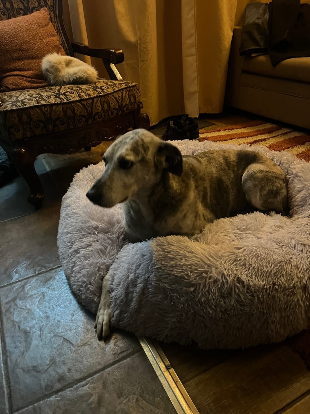 Customer photo review of Cama Anti-Estrés THE DOGS — Menos ansiedad, más descanso