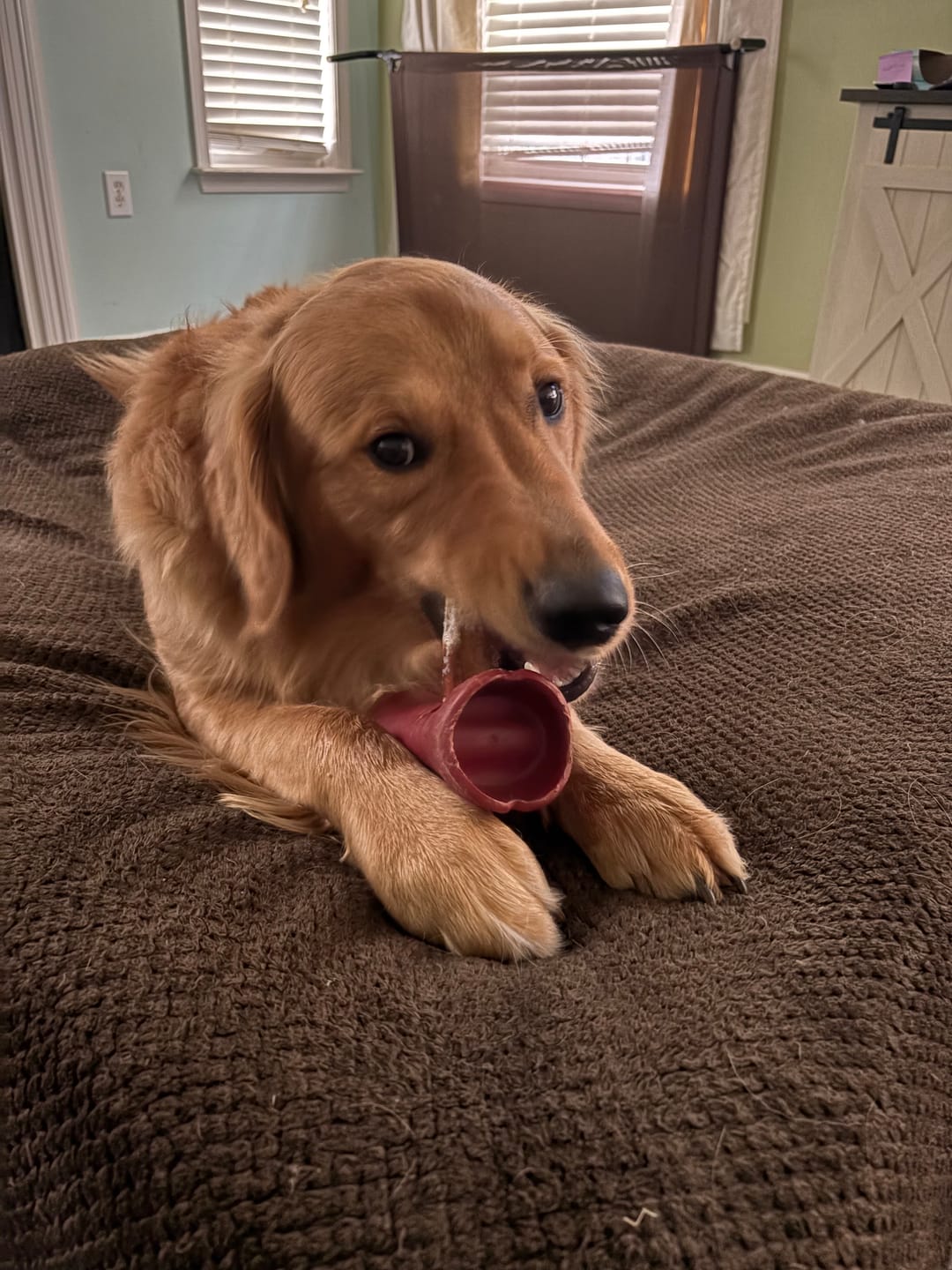 Customer photo review of 6 Inch Monster Bully Stick
