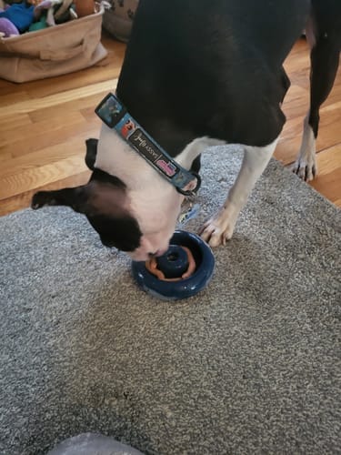 Customer photo review of Freez Doughnut - Super Durable Treat Toy