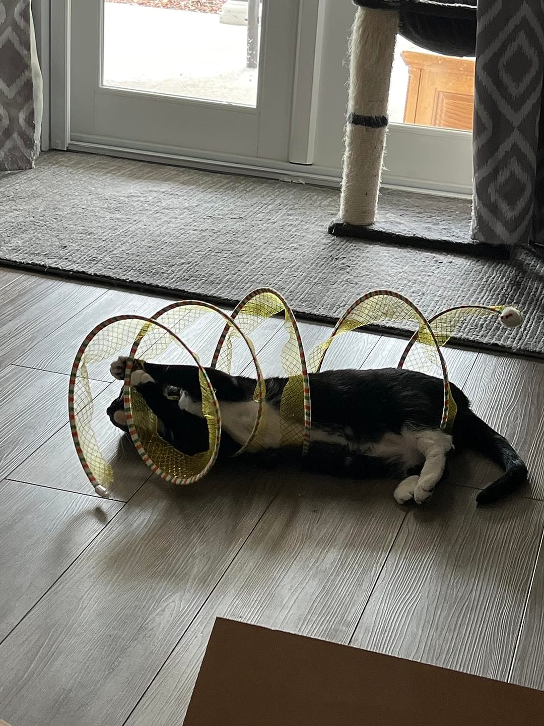 Customer photo review of Coil Chase™ Foldable Spiral Cat Toy