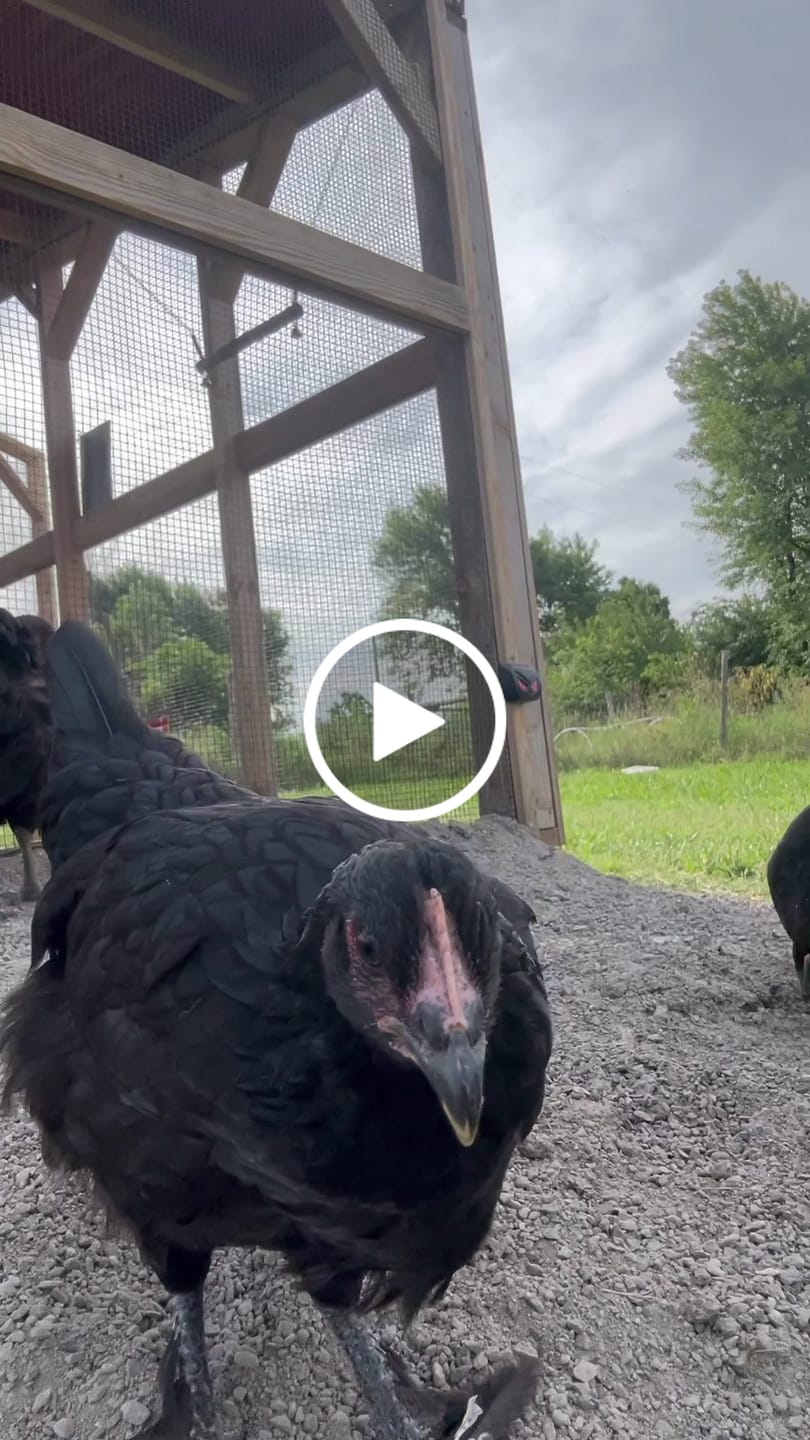 Customer video review of Nesting Herbs - Control Odors & Keep Coops Mite & Lice-Free