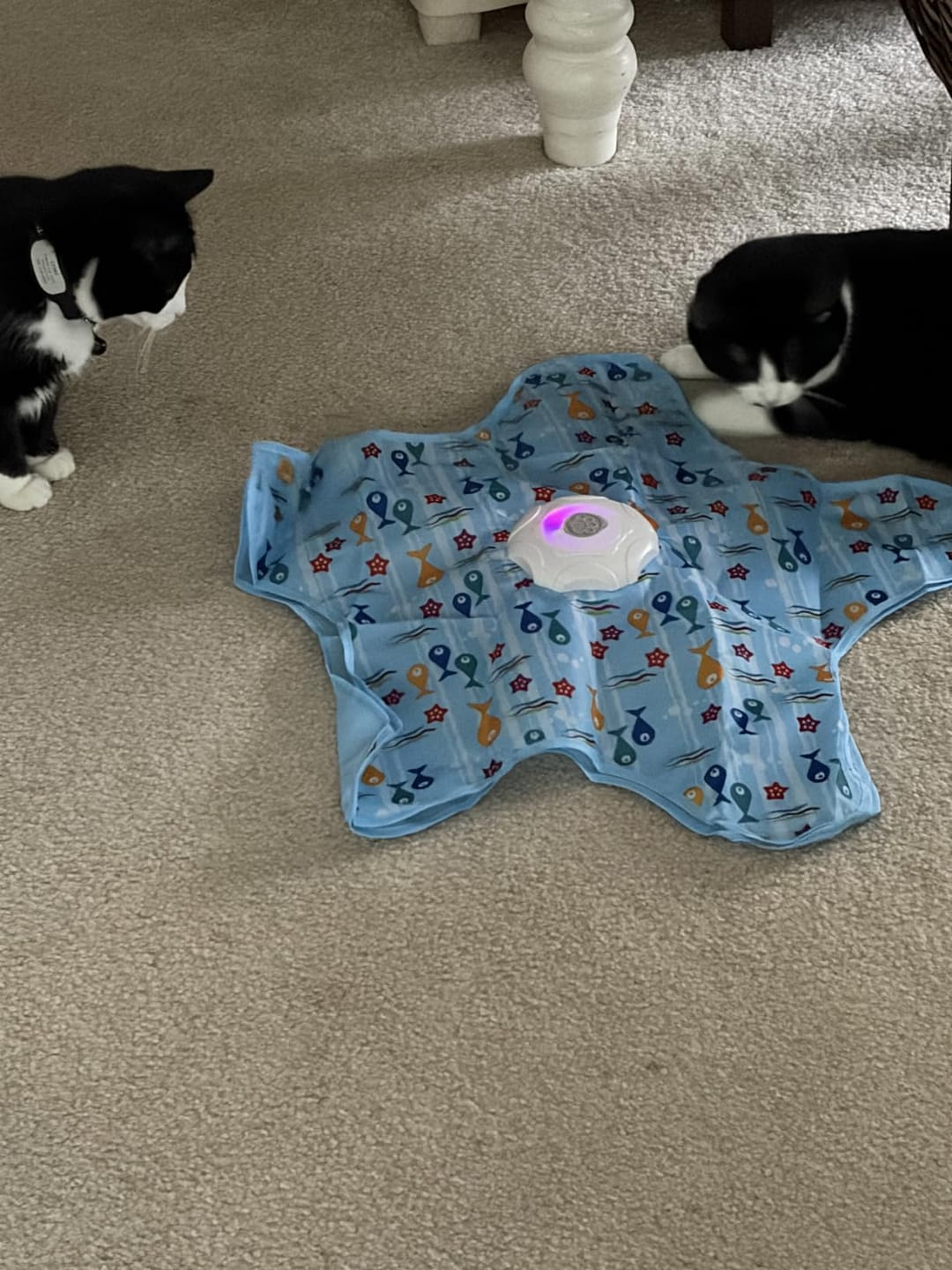 Customer photo review of HuntPad Pro™ Automatic Cat Toy