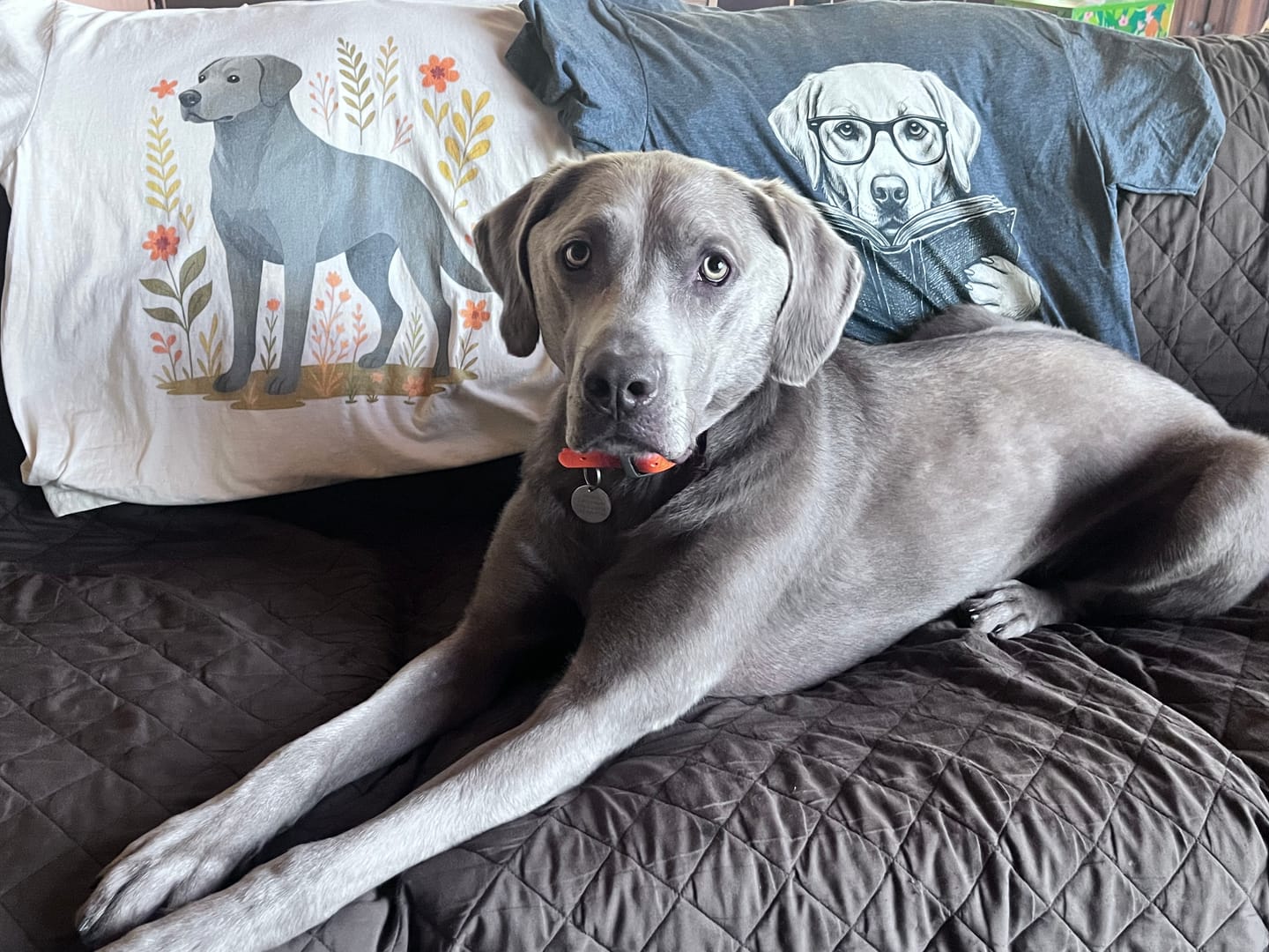 Customer photo review of Silver Labrador