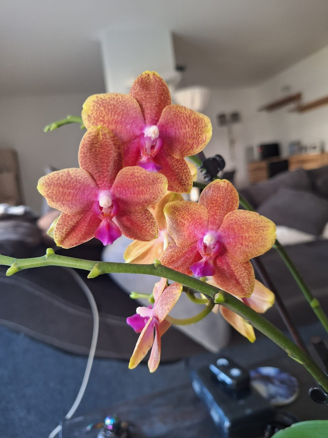 Customer photo review of Große Two of Us Duftorchidee Bolgheri mit orangen Blüten und 3 Rispen