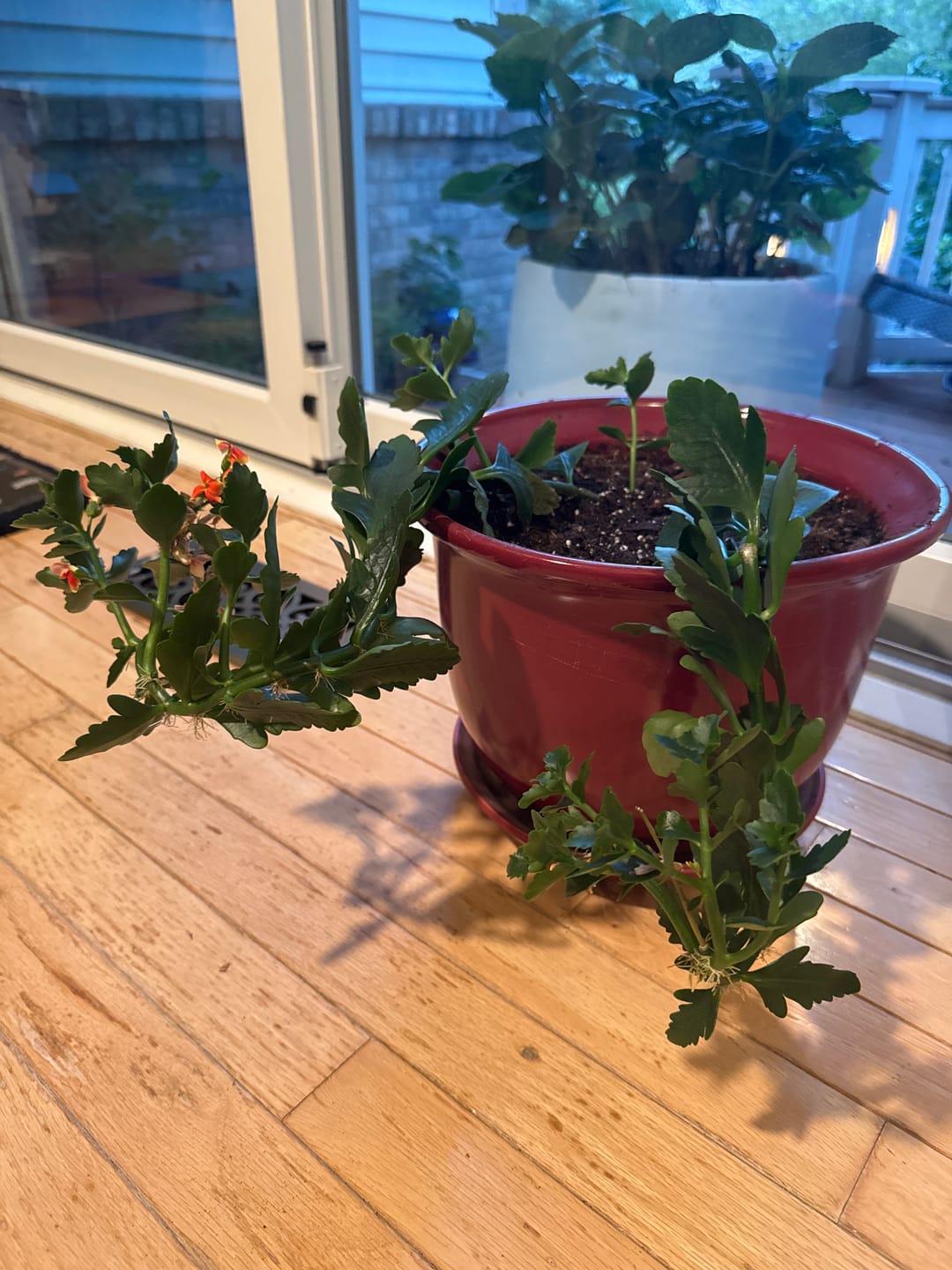 Customer photo review of Soil Refresh