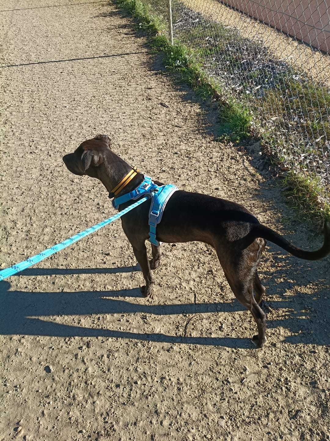 Customer photo review of Best No Pull Dog Harness | Fur King Ultimate No Pull Harness