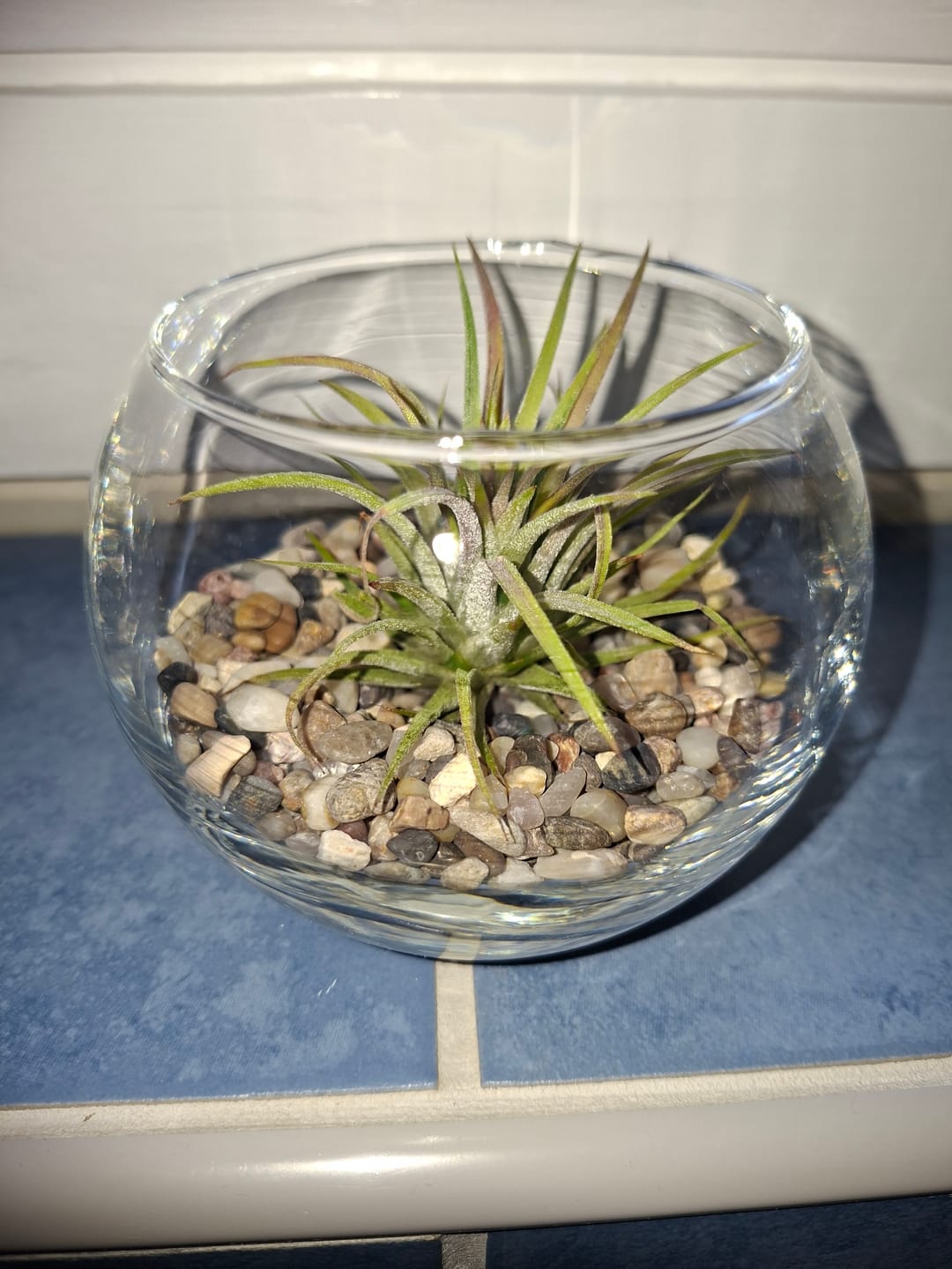 Customer photo review of Tillandsia ionantha