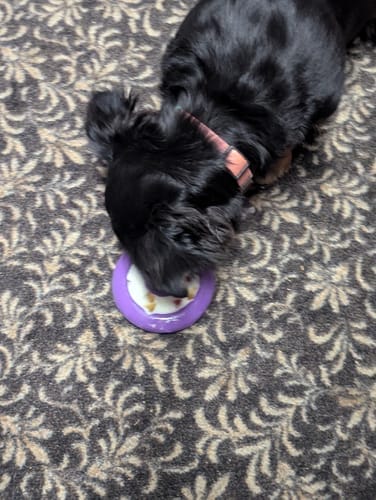Customer photo review of Freez Doughnut - Super Durable Treat Toy