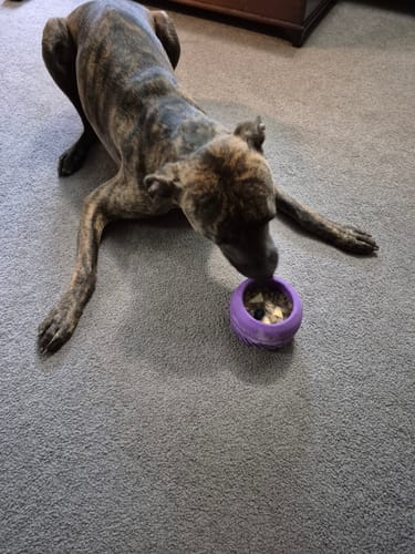 Customer photo review of Freezbox - Super Tough Treat Toy
